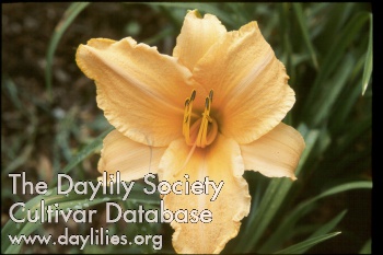 Daylily Ruffled Apricot